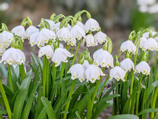 Snowdrop Spring Flowers Delicate Snow Drop Flower One Spring Symbols — Stock Photo, Image