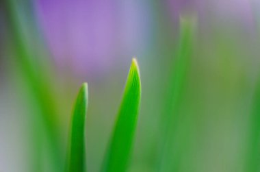 Çimlere ve güneş ışığına su damlatıyor. Çimlere su damlaları, doğal duvar kağıtları, kapatın.