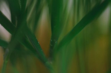 Çimlere ve güneş ışığına su damlatıyor. Çimlere su damlaları, doğal duvar kağıtları, kapatın.