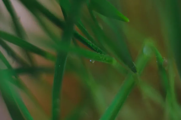 Water Druppel Gras Zonneschijn Ochtend Druppels Water Het Gras Natuurlijk — Stockfoto
