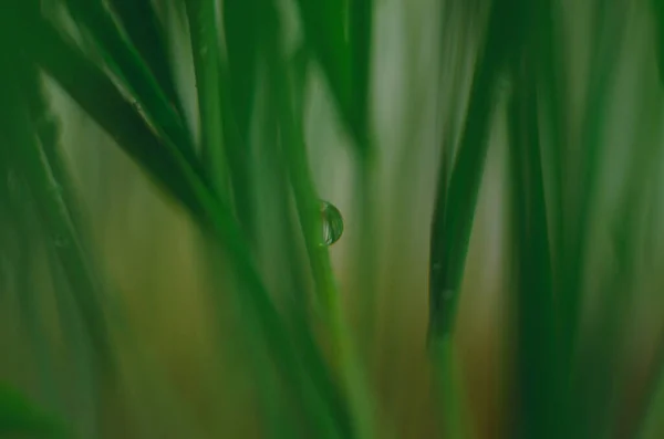 Wassertropfen Auf Gras Und Sonnenschein Morgen Wassertropfen Auf Dem Gras — Stockfoto