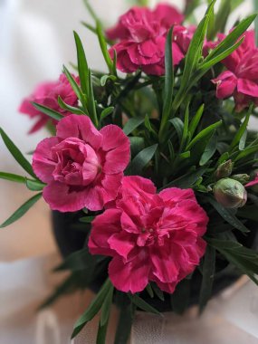Dianthus caryophyllus 'Supertrouper Oscar' pembe çiçekli bir karanfildir.