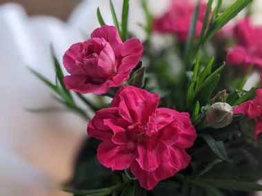 Dianthus caryophyllus 'Supertrouper Oscar' pembe çiçekli bir karanfildir.