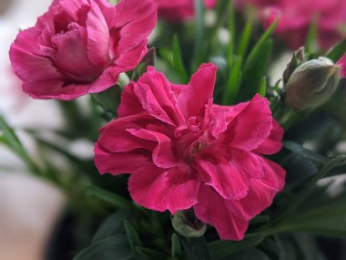 Dianthus caryophyllus 'Supertrouper Oscar' pembe çiçekli bir karanfildir.