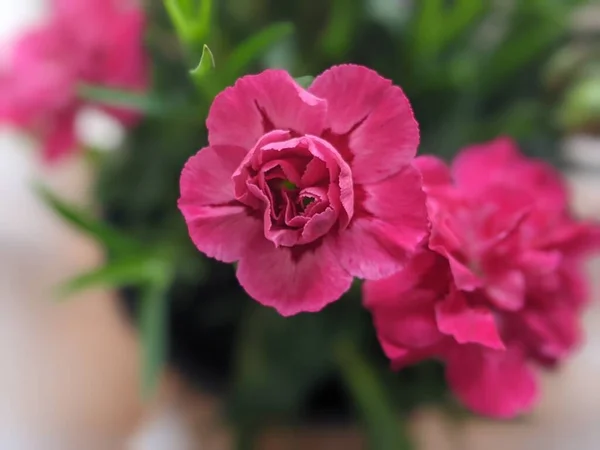 Dianthus Caryophyllus Supertrouper Oscar Een Anjer Met Roze Bloemen Van — Stockfoto