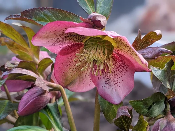 Fialová Hellebore Květ Zahradě První Jarní Květiny — Stock fotografie