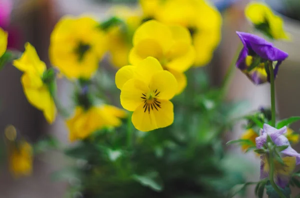 Close Colorful Violet Viola Flower Garden Spring Time — Stock Photo, Image