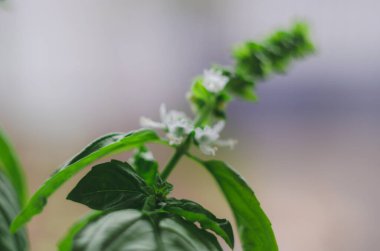 Ocimum bazilika. Yeşil çimenlerin bulanık arka planında yumuşak yaz çiçekleri. Beyaz rengin Ocimum bazilikumu.