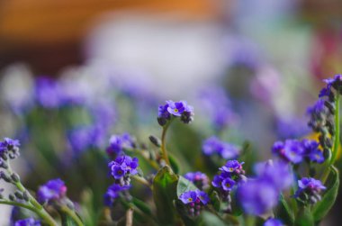 Güzel ve narin küçük mavi Myosotis çiçekleri kapanıyor. Myosotis 'in küçük mavi çiçeği, yakın plan. Küçük güzel bir çiçek, Myosotis akrepleri.