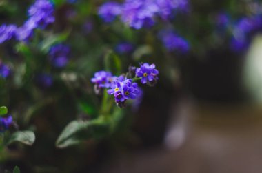 Güzel ve narin küçük mavi Myosotis çiçekleri kapanıyor. Myosotis 'in küçük mavi çiçeği, yakın plan. Küçük güzel bir çiçek, Myosotis akrepleri.