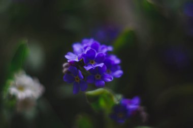 Güzel ve narin küçük mavi Myosotis çiçekleri kapanıyor. Myosotis 'in küçük mavi çiçeği, yakın plan. Küçük güzel bir çiçek, Myosotis akrepleri.