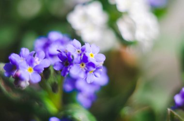 Güzel ve narin küçük mavi Myosotis çiçekleri kapanıyor. Myosotis 'in küçük mavi çiçeği, yakın plan. Küçük güzel bir çiçek, Myosotis akrepleri.