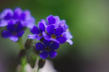 Güzel ve narin küçük mavi Myosotis çiçekleri kapanıyor. Myosotis 'in küçük mavi çiçeği, yakın plan. Küçük güzel bir çiçek, Myosotis akrepleri.