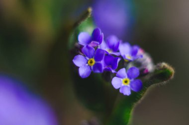 Güzel ve narin küçük mavi Myosotis çiçekleri kapanıyor. Myosotis 'in küçük mavi çiçeği, yakın plan. Küçük güzel bir çiçek, Myosotis akrepleri.
