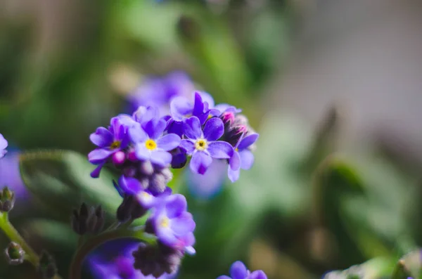 Güzel Narin Küçük Mavi Myosotis Çiçekleri Kapanıyor Myosotis Küçük Mavi — Stok fotoğraf