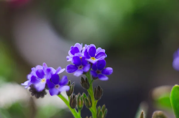 Güzel Narin Küçük Mavi Myosotis Çiçekleri Kapanıyor Myosotis Küçük Mavi — Stok fotoğraf