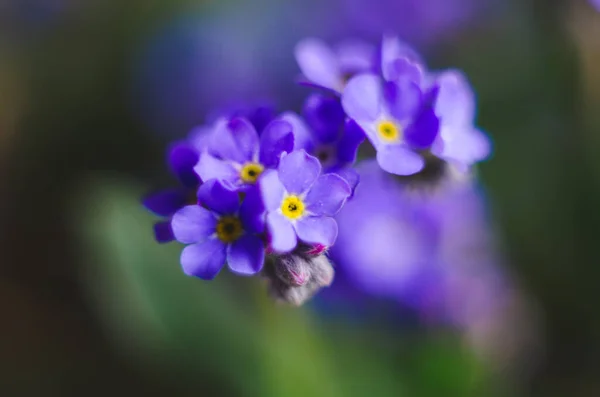 Vackra Och Delikata Små Blå Myosotis Blommor Myosotis Vilda Blå — Stockfoto