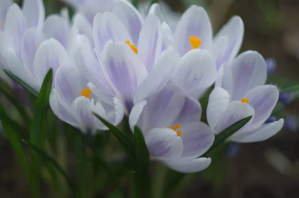 White Crocuses Growing Ground Early Spring First Spring Flowers Blooming — Stock Photo, Image