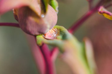 Yağmurdan sonra damlayan pembe bir şakayık. Baharda, renkli bir arka plan.