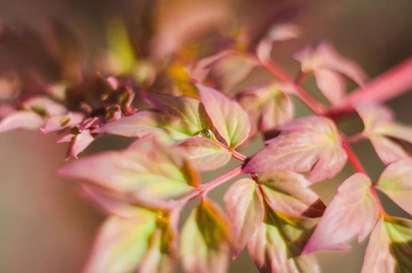 Uma Peônia Rosa Com Gotas Após Chuva Primavera Fundo Colorido — Fotografia de Stock