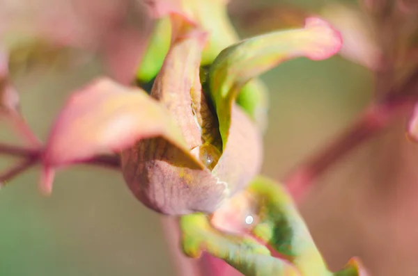 Una Peonia Rosa Con Gocce Dopo Pioggia Primavera Sfondo Colorato — Foto Stock