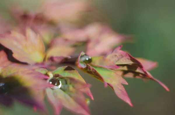 Uma Peônia Rosa Com Gotas Após Chuva Primavera Fundo Colorido — Fotografia de Stock