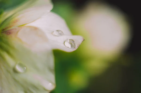 水滴在白花花瓣上的特大写 优雅的自然纯洁与美丽的艺术形象 — 图库照片