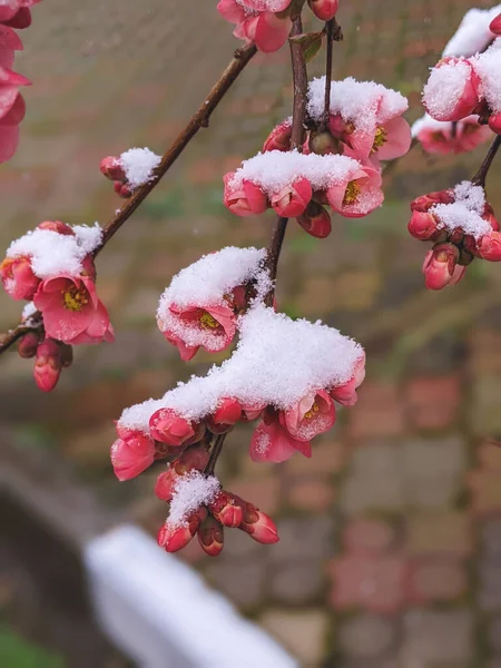 Kleurrijke Quince Bloemen Bloeien Het Vroege Voorjaar Met Sneeuw Close — Stockfoto