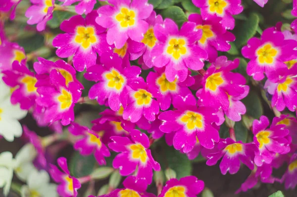 Ljusrosa Blommande Blommor Med Vit Mitt Med Gul Primula Bland — Stockfoto