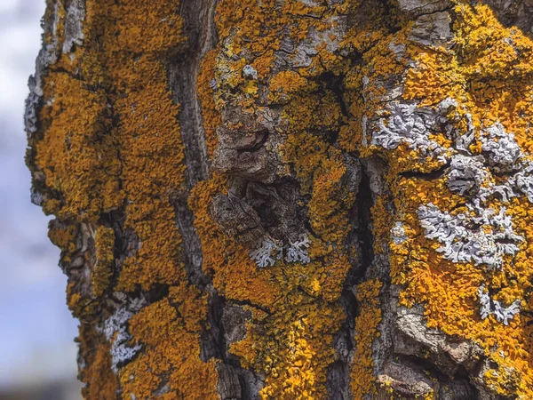 低体操体とXanthoria Parietina一般的なオレンジ色のリチェン 黄色のスケール 海洋のサンバーストリチェンと海岸のライチ化真菌成長 — ストック写真