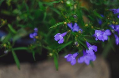 Lobelia. Mavi kuyruklu Lobelia safir çiçekleri. Keskin Lobelia. Arka plan olarak çiçekler. Kapat.