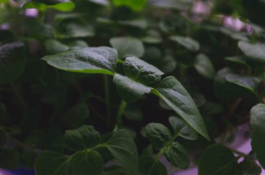 Yeşil Ageratum güneşli bir yaz gününde, çalı kanallı taç yaprakları yazın yakın çekim fotoğrafı.