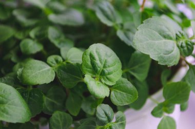 Yeşil Ageratum güneşli bir yaz gününde, çalı kanallı taç yaprakları yazın yakın çekim fotoğrafı.