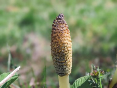 Equisetum arvense, Equisetaceae familyasından uzun ömürlü bir bitki türü. At kuyruğu bitkisi Equisetum Arvense.