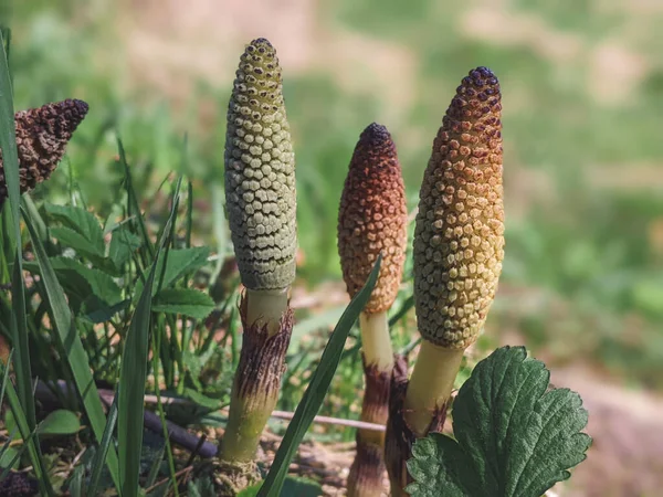 Equisetum arvense, Equisetaceae familyasından uzun ömürlü bir bitki türü. At kuyruğu bitkisi Equisetum Arvense.