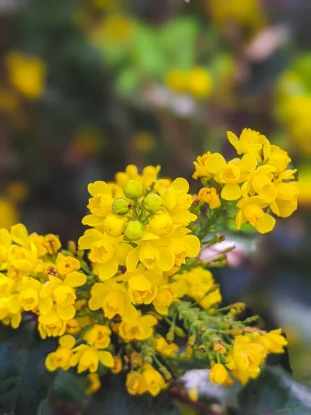 花にはマホニアアクフィオリウム オレゴンブドウと呼ばれる黄色の開花植物 黄緑色の常緑葉と黄色の花のクラスター — ストック写真