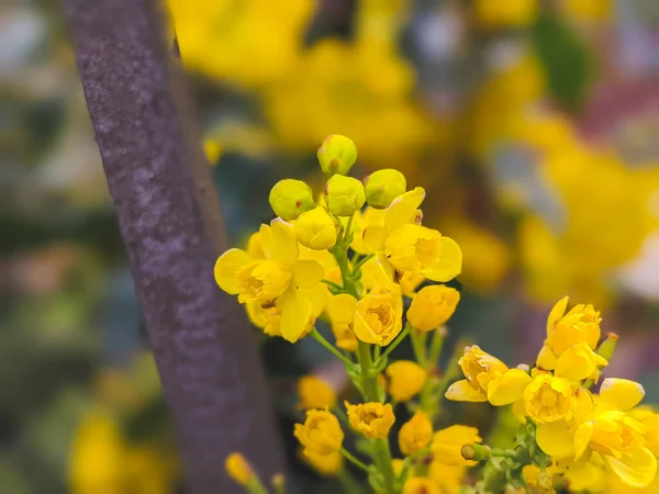 Mahonia Aquifolium Květu Žlutá Kvetoucí Rostlina Zvaná Oregonové Hrozny Pinnaté — Stock fotografie
