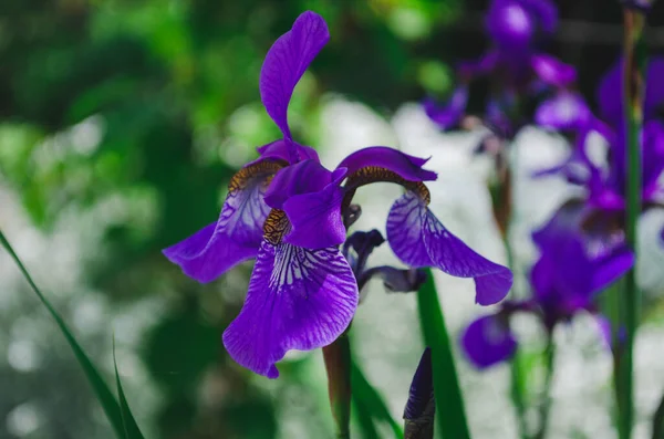 Doğal Yeşil Arka Planda Çiçek Açan Güzel Mavi Süsen Çiçekleri — Stok fotoğraf