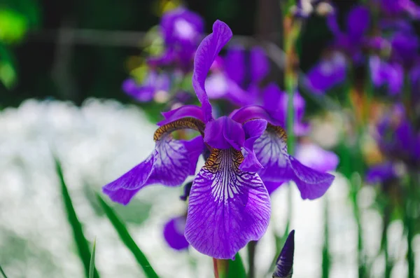 Doğal Yeşil Arka Planda Çiçek Açan Güzel Mavi Süsen Çiçekleri — Stok fotoğraf