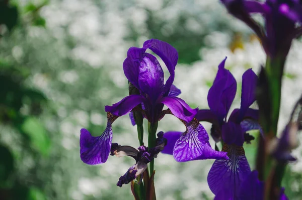 Hermosas Flores Iris Azul Flor Sobre Fondo Verde Natural Enfoque — Foto de Stock
