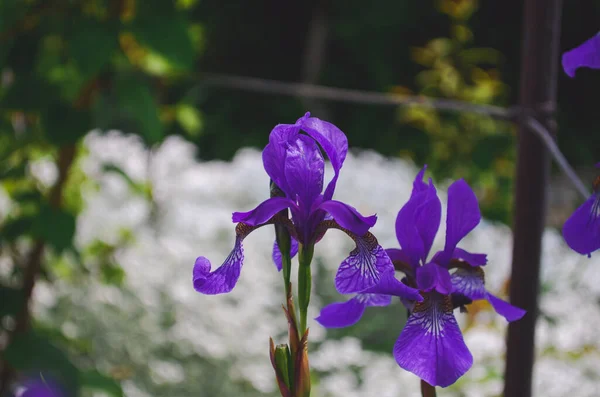 Bunga Iris Biru Indah Yang Mekar Dengan Latar Belakang Hijau — Stok Foto