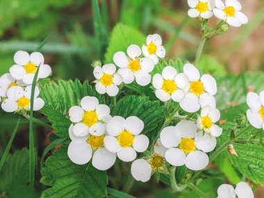 Sabahleyin çilek çiçeği. Çilek çiçeğine çiy düşer ve bahçede yapraklar. Bitkilerin tozlu küflerden korunması