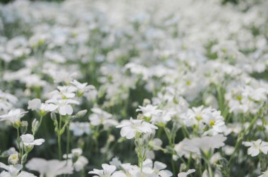 Mayıs ortasında bir sürü beyaz Cerastium tomentosum çiçeği. Kapat şunu.