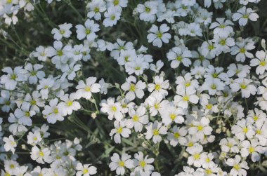 Mayıs ortasında bir sürü beyaz Cerastium tomentosum çiçeği. Kapat şunu.