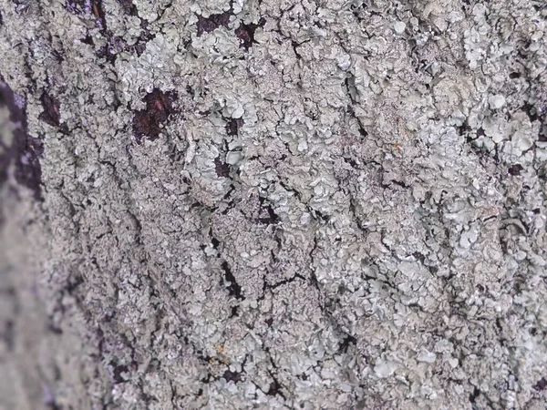 灰色の木の樹皮の質感 ポプラの木の古い樹皮 ポプラの灰色の樹皮のクローズアップ 木のテクスチャクローズアップポプラの枝と灰色の茶色の枯れた葉 木の上にちらし 樹皮の苔 — ストック写真