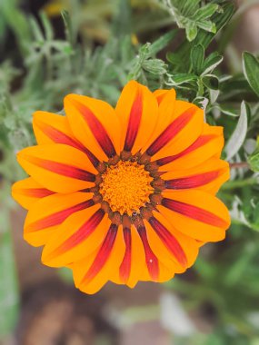 Gazania rigens, Asteraceae familyasından Güney Afrika 'nın kıyı bölgelerine özgü bir bitki türüdür. Hazine çiçeği..