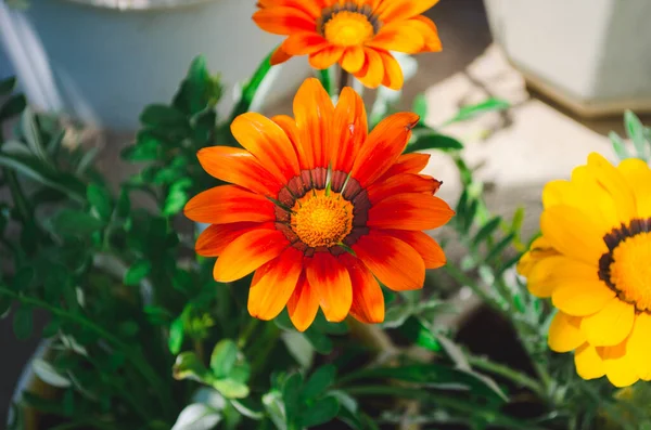 Gazania rigens, sometimes called treasure flower, is a species of flowering plant in the family Asteraceae, native to coastal areas of southern Africa. Treasure flower.
