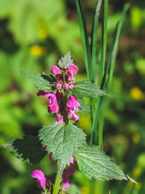 Lamium purpureum çiçeği bahar mevsiminde çiçek açar.