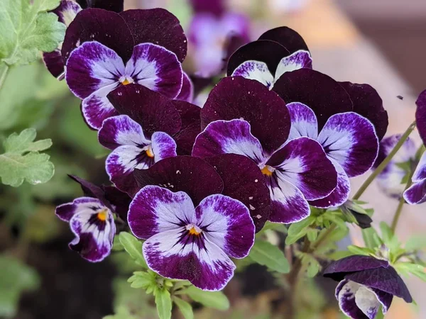 Flores Maricas Perto Viola Tricolor Com Pétalas Roxas Brancas Violetas — Fotografia de Stock