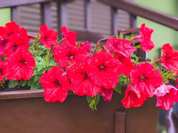 Flower Bed with red petunias. Colorful petunia flowers close up. Petunia plant with red flowers. Closeup Petunia flowers. Red Petunia flowers in the garden.